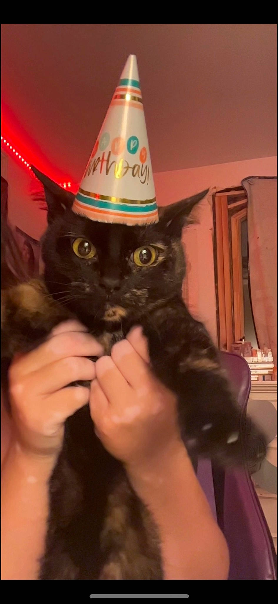 Beatrice is registered to the contest to win money with this photo: black_cat, carnivore, cat, claw, cone, costume_hat, domestic_short_haired_cat, fashion_accessory, felidae, finger, fur, gesture, hand, nail, party_hat, party_supply, small_to_medium_sized_cats, tail, thumb, whiskers