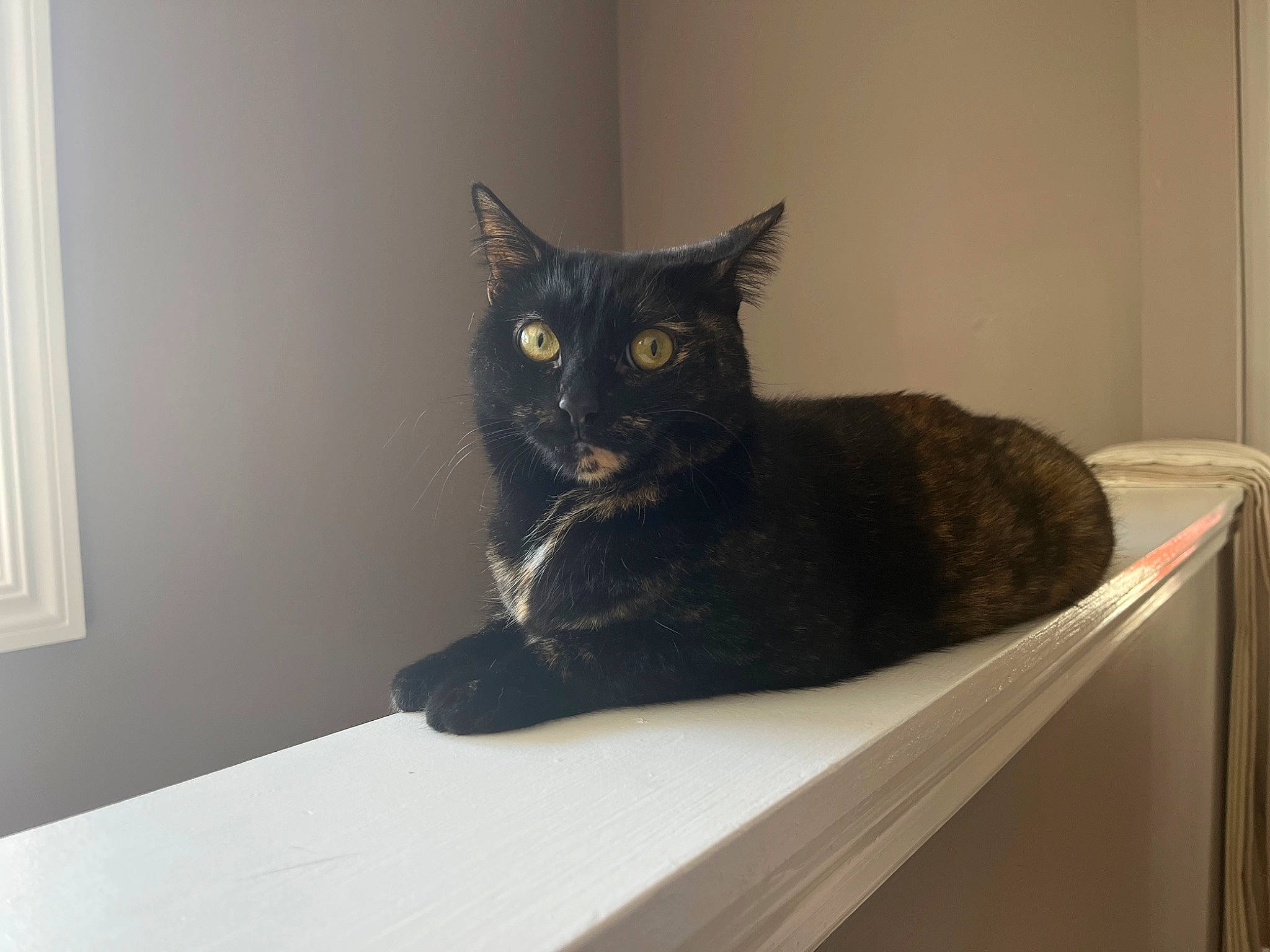 Beatrice joined the competition — help win amazing prizes! black_cat, carnivore, cat, cat_supply, chair, comfort, domestic_short_haired_cat, felidae, floor, flooring, fur, grey, hardwood, small_to_medium_sized_cats, snout, table, tail, whiskers, window, wood
