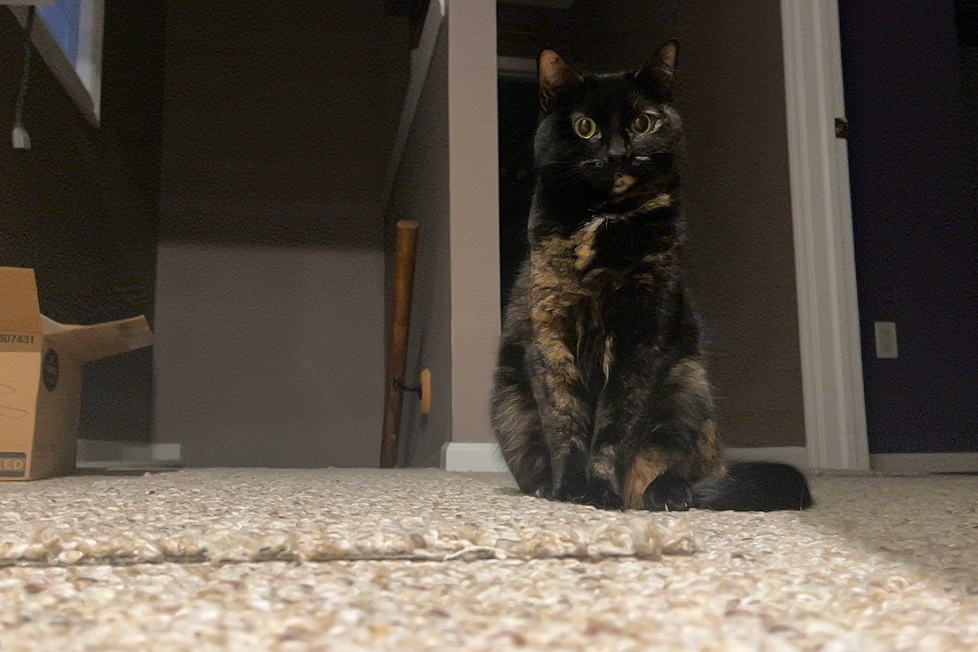 Beatrice joined the competition — help win amazing prizes! automotive_tire, black_cat, carnivore, cat, domestic_short_haired_cat, door, felidae, flooring, fur, grey, hardwood, mammal, road_surface, sitting, small_to_medium_sized_cats, tail, vertebrate, whiskers, window, wood