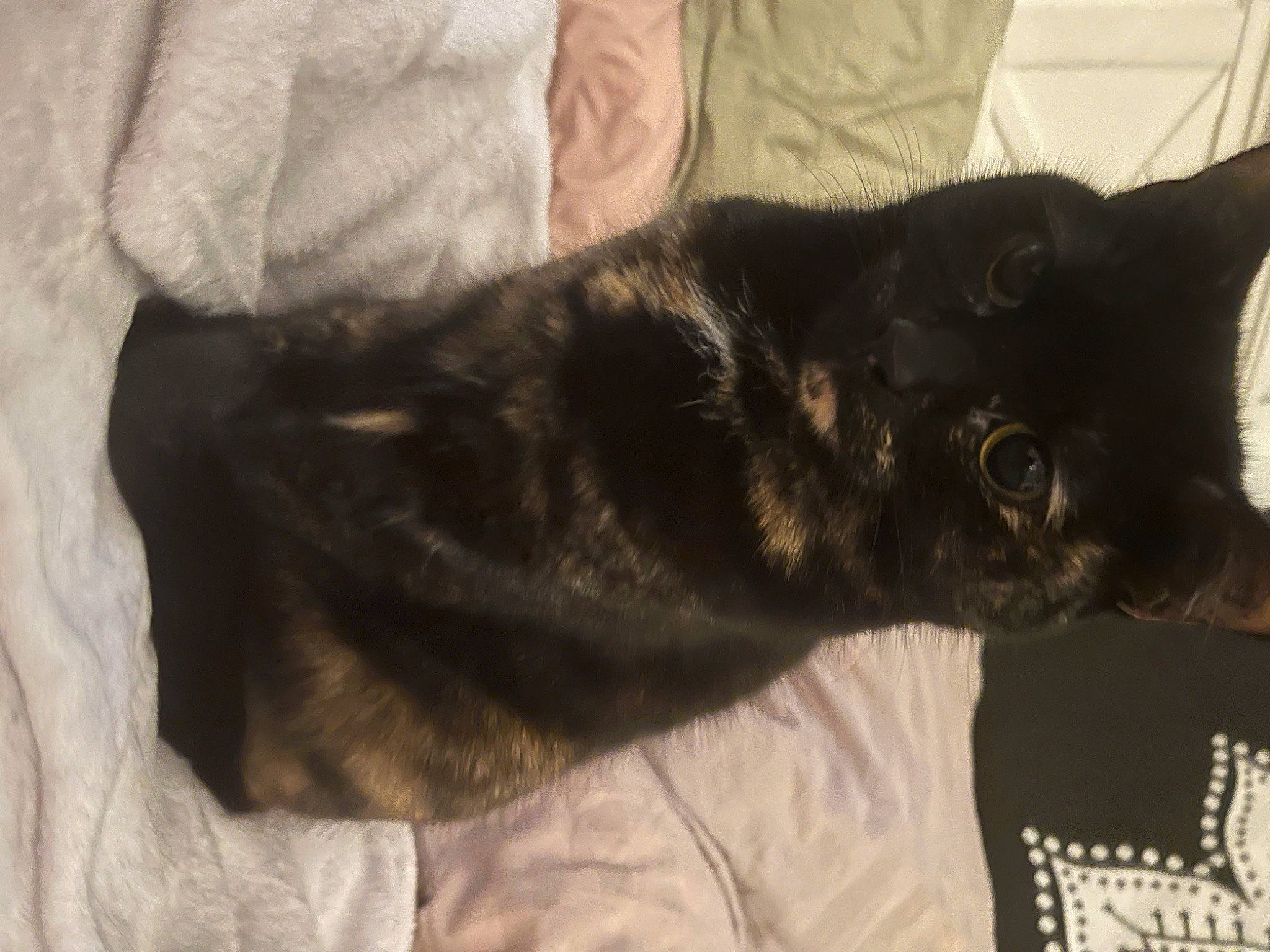 Beatrice joined the competition — help win amazing prizes! black_cat, bombay, carnivore, cat, claw, comfort, domestic_short_haired_cat, ear, felidae, fur, small_to_medium_sized_cats, snout, tail, terrestrial_animal, whiskers