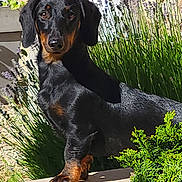 Pascal participe au concours pour gagner de l'argent avec cette photo : animal, black, canine, curious, dachshund, dog, fur, garden, greenery, lavender, nature, outdoor, patio, pet, plants, portrait, small_dog, standing, sunlight, tan