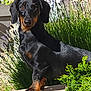 animal, black, canine, curious, dachshund, dog, fur, garden, greenery, lavender, nature, outdoor, patio, pet, plants, portrait, small_dog, standing, sunlight, tan