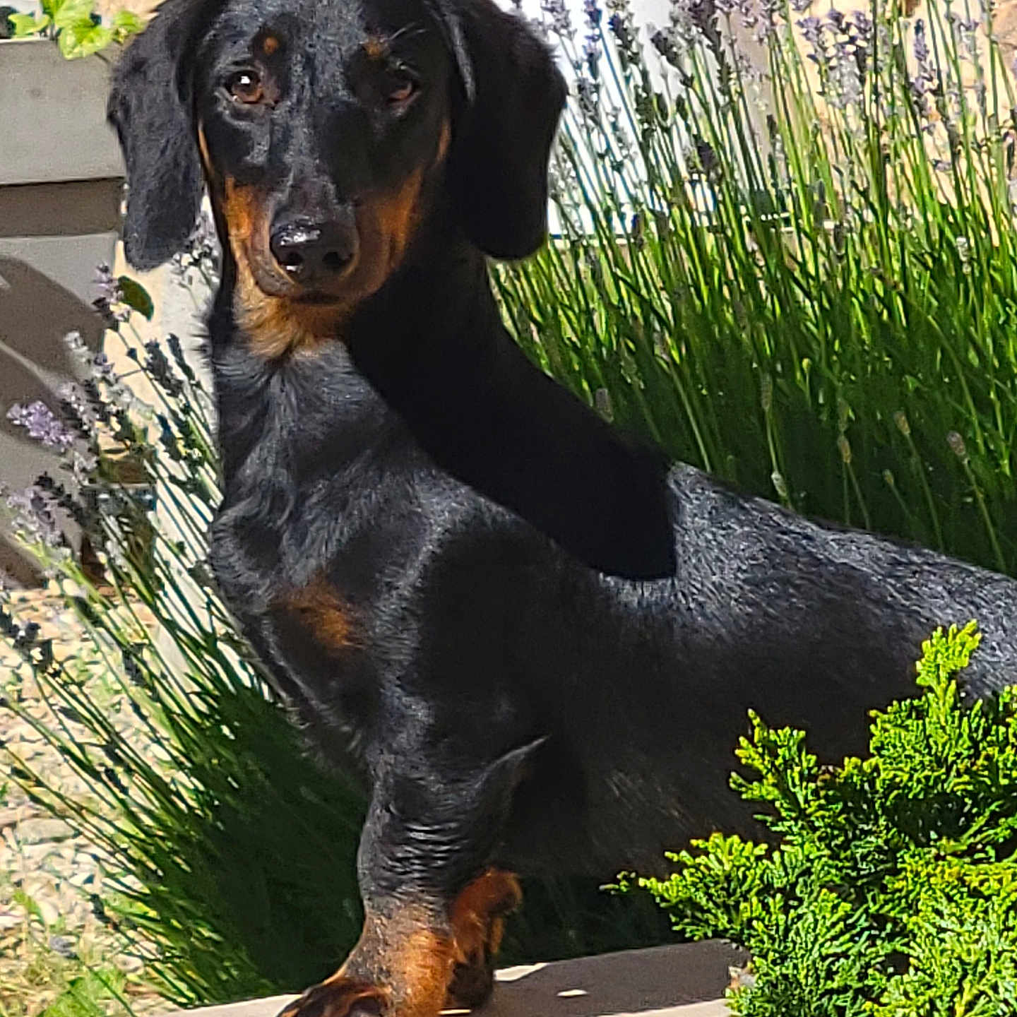 Pascal