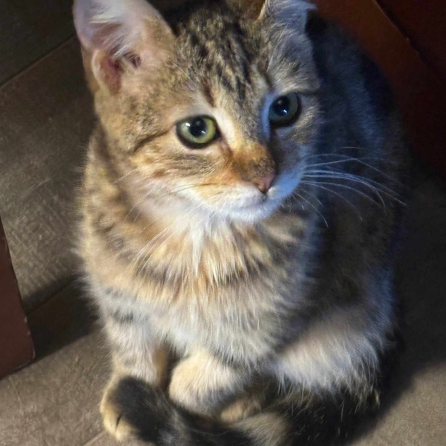 Lucy is registered to the contest to win money with this photo: animal, cat, companion, curious, curled_tail, cute, domestic, ears, eyes, feline, floor, fur, indoor, looking_up, mammal, pet, sitting, soft_fur, tabby, whiskers