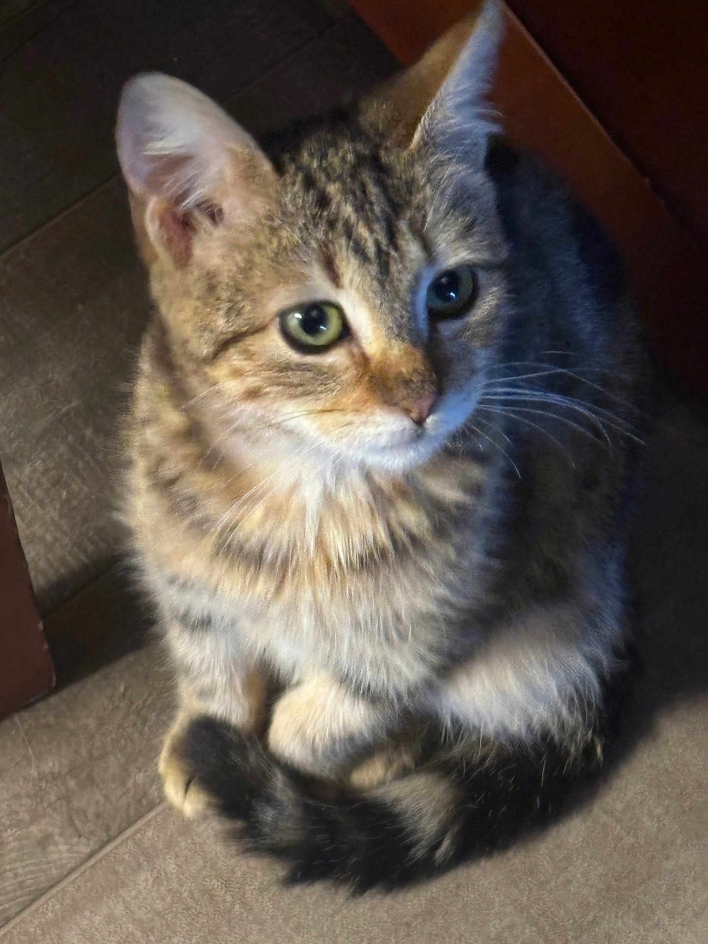 Lucy is registered to the contest to win money with this photo: cat, tabby, pet, animal, feline, fur, curled_tail, sitting, indoor, floor, cute, whiskers, ears, eyes, domestic, mammal, companion, looking_up, soft_fur, curious