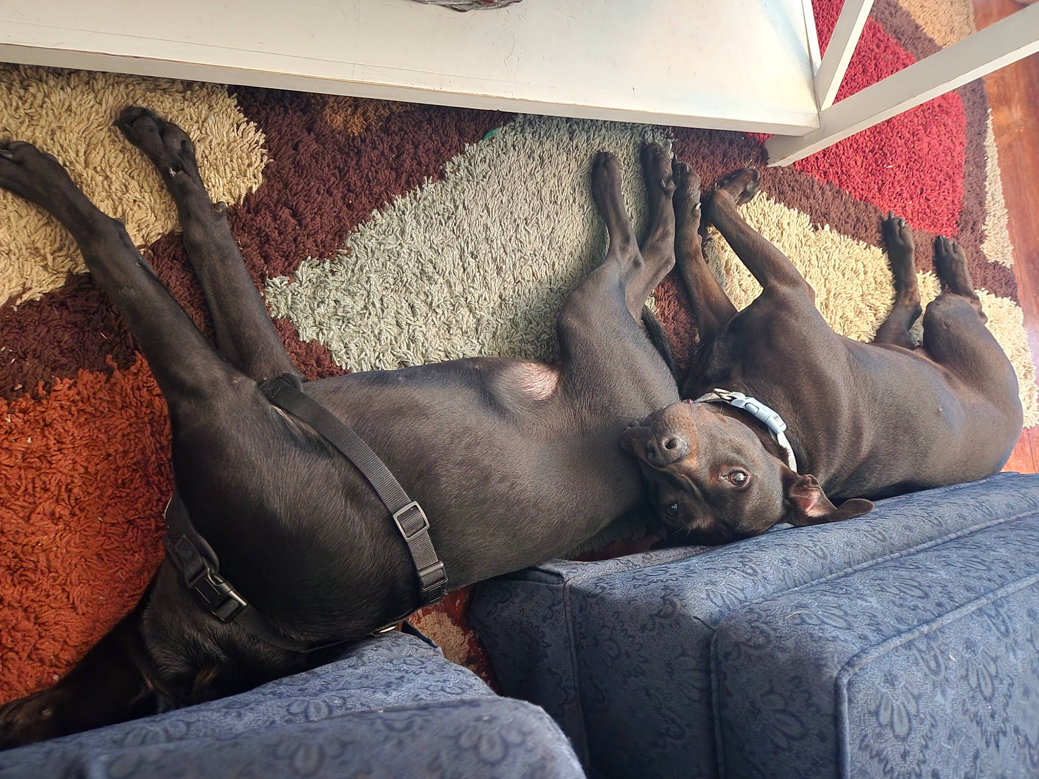 Abby joined the competition — help win amazing prizes! bedding, carmine, carnivore, chest, comfort, companion_dog, couch, dog, dog_breed, fawn, flesh, foot, human_leg, leg, linens, room, sitting, textile, thigh, visual_arts