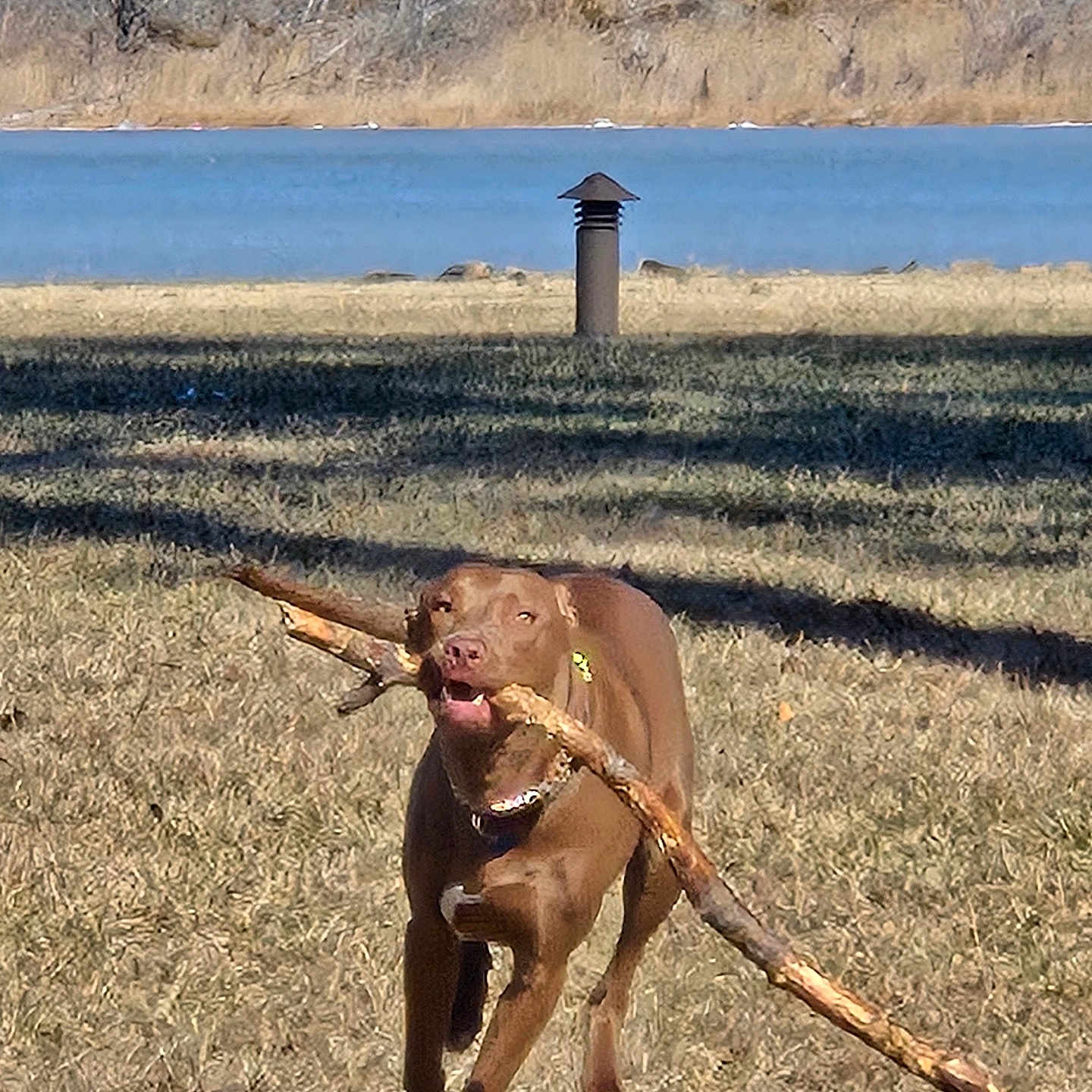 Charlie joined the competition — help win amazing prizes! animal, brown_dog, canine, collar, daylight, dog, fetch, field, grass, happy, lake, nature, outdoor, park, pet, playful, running, stick, sunlight, trees