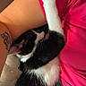 Youki participe au concours pour gagner de l'argent avec cette photo : affection, animal, black_and_white, blue_pants, cat, close_up, cozy, cute, fur, human_arm, indoor, kitten, paw, person, pet, pink_shirt, relaxing, resting, snuggling, tattoo