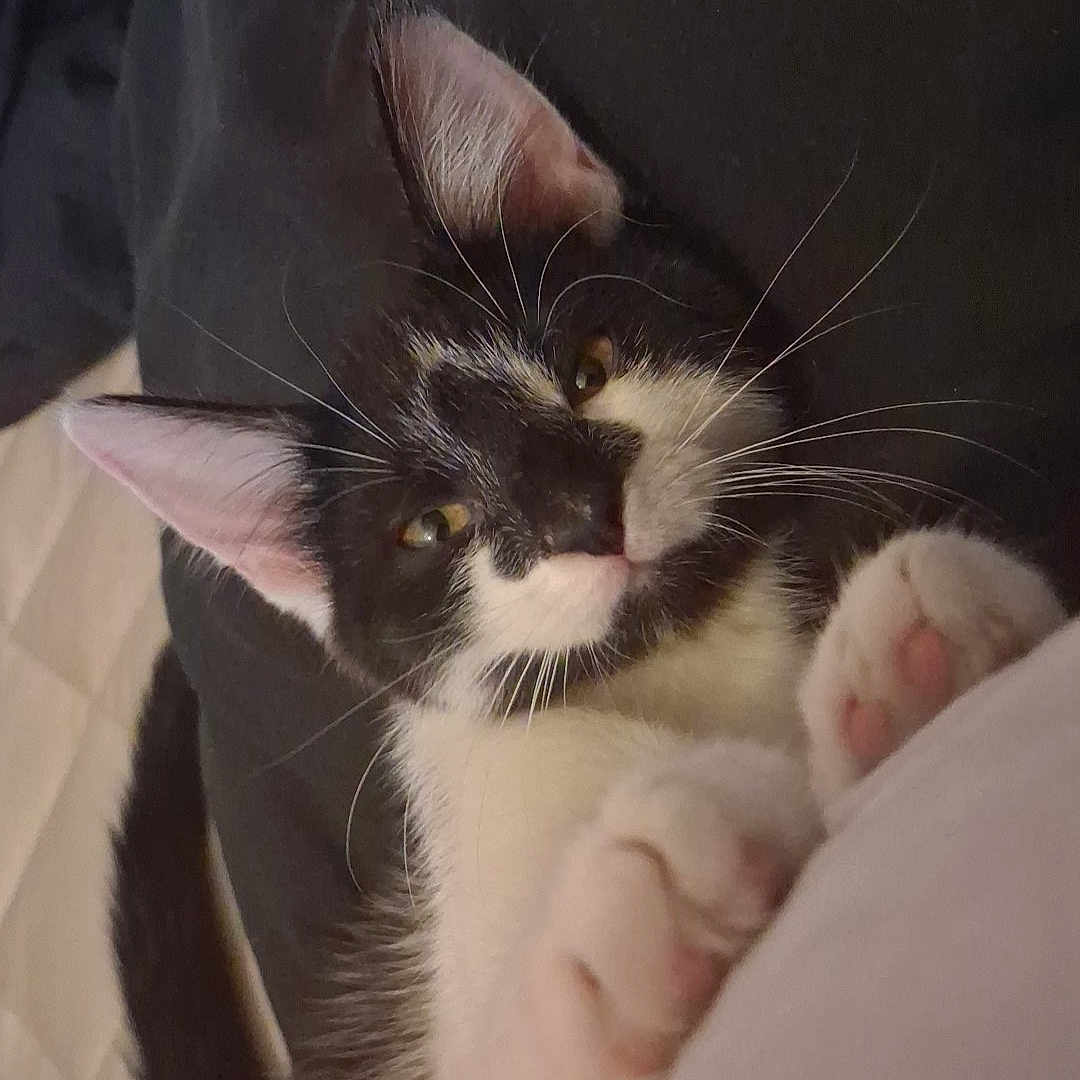 Youki a rejoint le concours — aidez-le/la à gagner de superbes lots ! kitten, cat, black_and_white, pet, sleepy, paws, whiskers, fur, cute, resting, cozy, indoor, closeup, animal, mammal, young, feline, soft, adorable, domestic