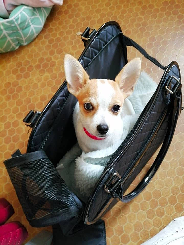 Ruby a rejoint le concours — aidez-le/la à gagner de superbes lots ! bag, canidae, carnivore, chihuahua, collar, costume_accessory, dog, dog_breed, dog_clothes, dog_collar, dog_supply, fawn, non_sporting_group, pet_supply, shoulder_bag, snout, strap, toy_dog, working_animal