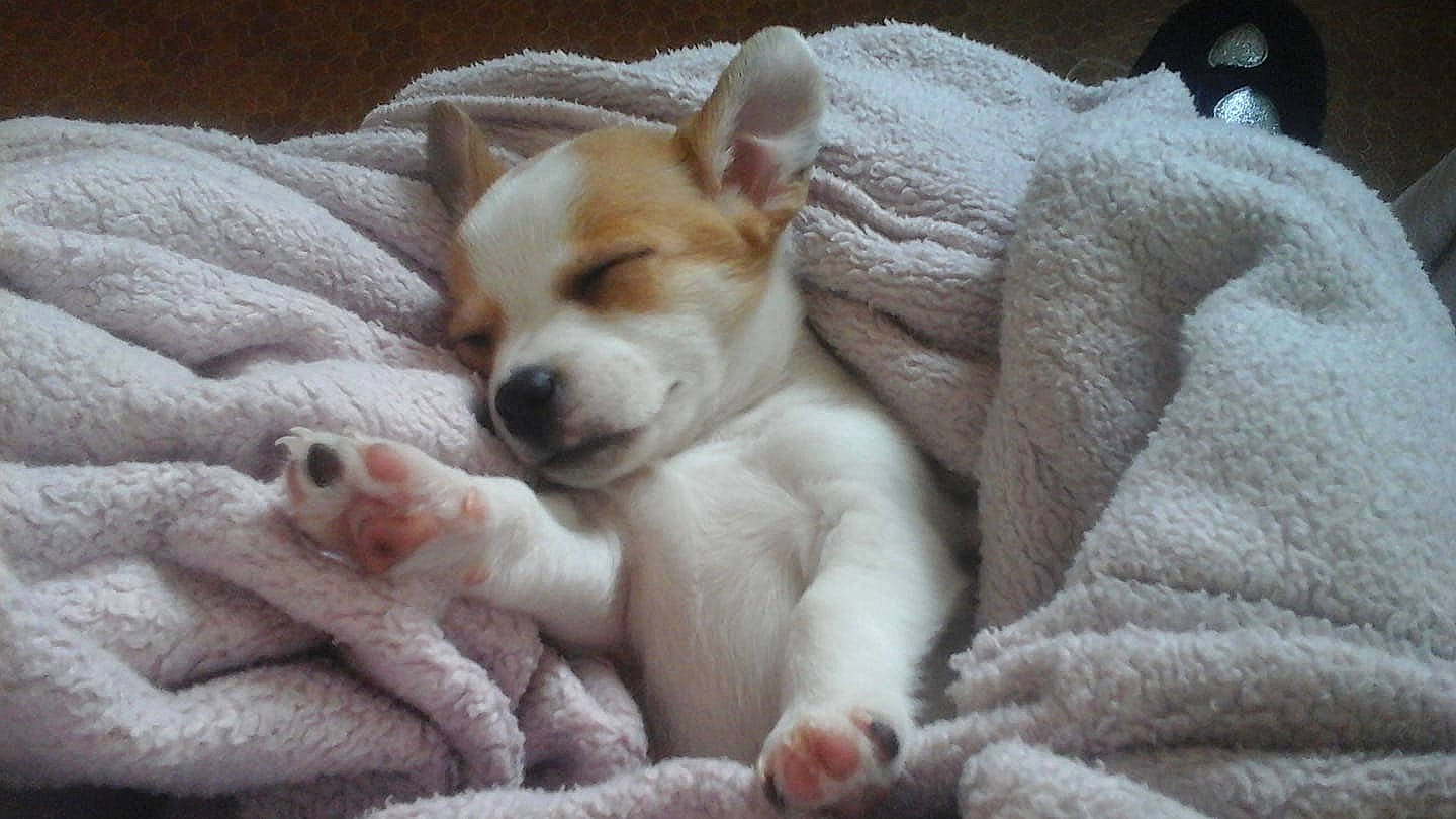 Ruby participe au concours pour gagner de l'argent avec cette photo : blanket, canidae, carnivore, comfort, companion_dog, dog, dog_breed, fawn, fur, linens, non_sporting_group, paw, snout, sporting_group, whiskers, wool, working_animal, working_dog