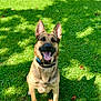 dog, german_shepherd, grass, outdoor, sunlight, pet, animal, canine, happy, tongue_out, ears_up, collar, greenery, nature, playful, shadow, summer, sitting, mammal, friendly
