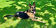 Kano joined the competition — help win amazing prizes! dog, german_shepherd, grass, outdoor, sunlight, shadow, pet, animal, tongue_out, ears_up, lying_down, nature, green, summer, canine, friendly, park, relaxed, daytime, mammal