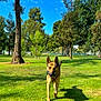 animal, blue_sky, canine, daylight, dog, grass, greenery, leisure, nature, open_space, outdoor, park, pet, playful, shadow, summer, sunny, sunshine, tree, walking