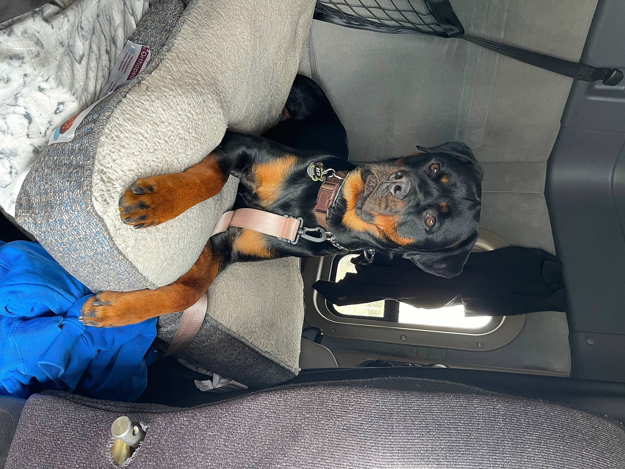 Red is registered to the contest to win money with this photo: auto_part, automotive_design, automotive_exterior, automotive_lighting, automotive_tire, automotive_wheel_system, bumper, car_seat, comfort, family_car, hat, human_leg, lap, luxury_vehicle, mid_size_car, motor_vehicle, personal_luxury_car, rim, sitting, vehicle_door