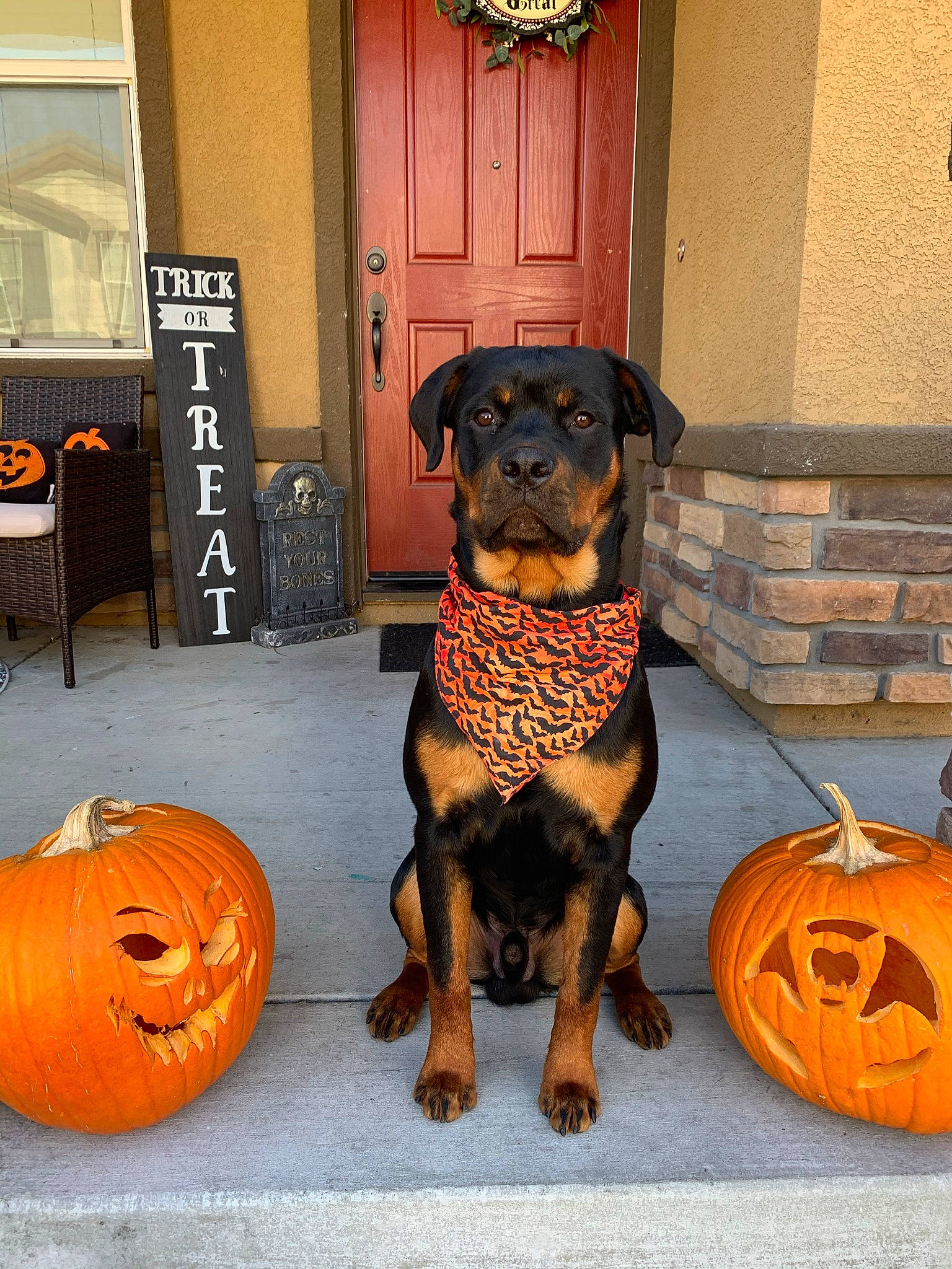 Red joined the competition — help win amazing prizes! calabaza, carnivore, chair, collar, companion_dog, cucurbita, dog, dog_breed, dog_supply, door, fawn, gourd, jack_o_lantern, mammal, orange, pumpkin, vegetable, vertebrate, winter_squash, working_animal