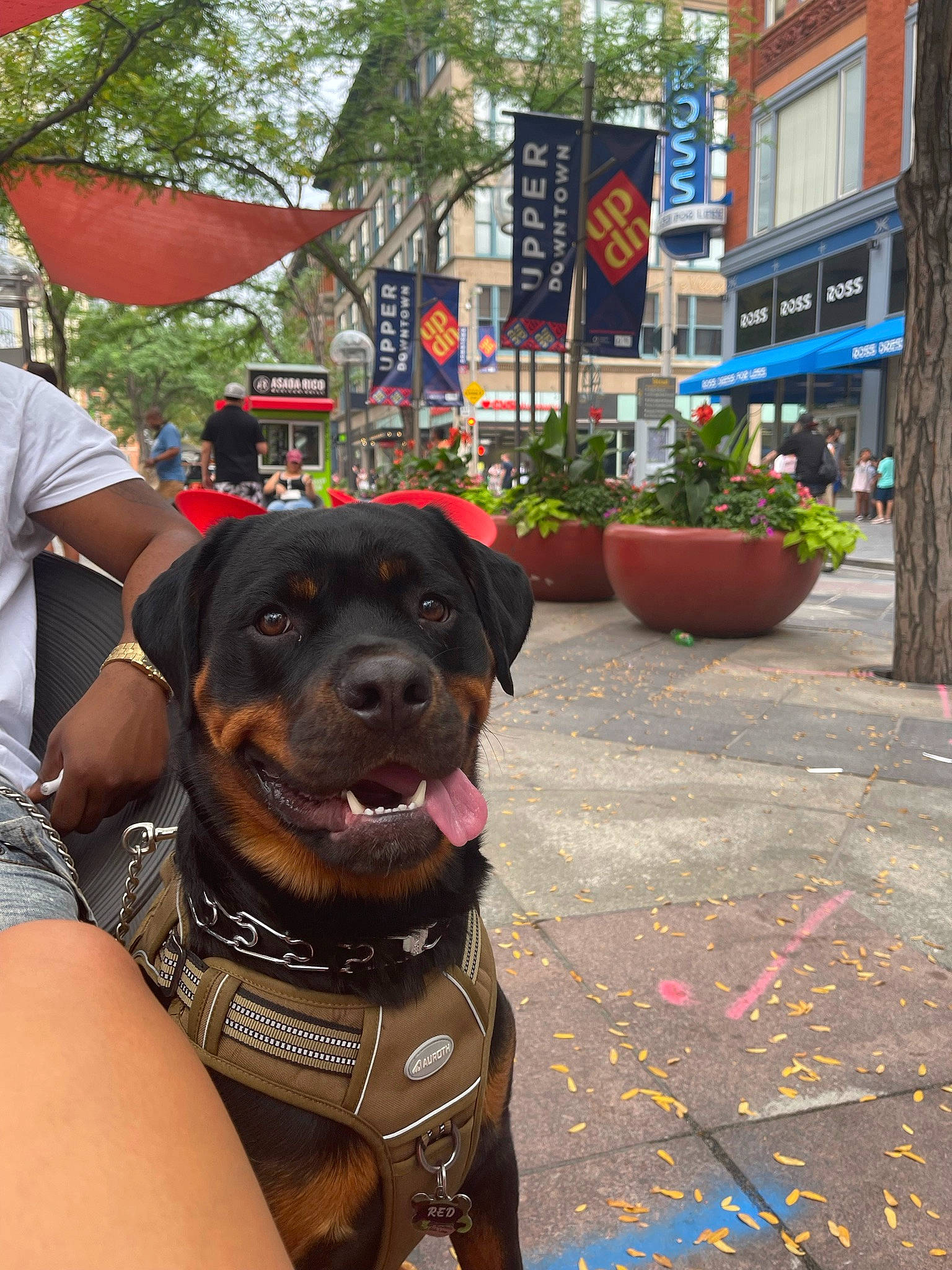 Red is registered to the contest to win money with this photo: canidae, carnivore, city, collar, companion_dog, dog, dog_breed, dog_collar, fawn, flowerpot, hat, houseplant, leisure, plant, road_surface, shorts, snout, tree, window, working_animal