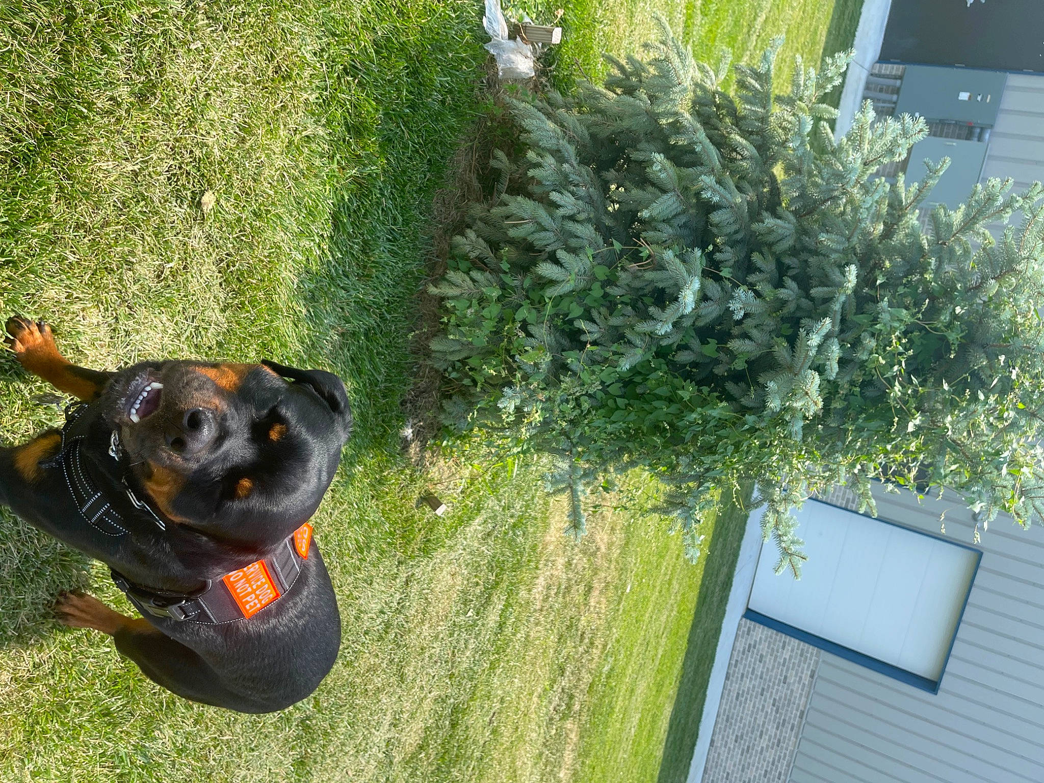 Red is registered to the contest to win money with this photo: annual_plant, carnivore, companion_dog, conifer, dog, dog_breed, evergreen, fawn, garden, grass, grass_family, green, groundcover, hedge, herb, plant, shrub, snout, sporting_group, terrestrial_animal