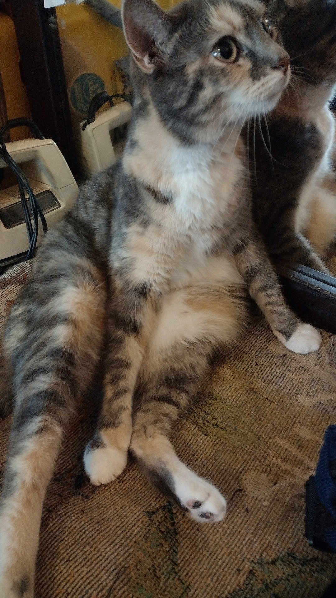 Sox