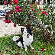 Uggy participe au concours pour gagner de l'argent avec cette photo : dog, border_collie, grass, roses, red_flowers, garden, greenery, plants, outdoor, pet, animal, happy, sitting, nature, house, window, patio, smiling, fur, daylight