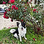 dog, border_collie, grass, roses, red_flowers, garden, greenery, plants, outdoor, pet, animal, happy, sitting, nature, house, window, patio, smiling, fur, daylight