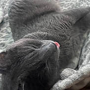 Cosmo joined the competition — help win amazing prizes! cat, gray_cat, sleeping, tongue_out, blanket, cozy, pet, fur, cute, resting, animal, indoor, soft_texture, whiskers, close_up, peaceful, relaxed, nap, domestic_cat, feline