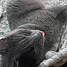 cat, gray_cat, sleeping, tongue_out, blanket, cozy, pet, fur, cute, resting, animal, indoor, soft_texture, whiskers, close_up, peaceful, relaxed, nap, domestic_cat, feline