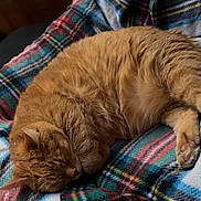 Piper is registered to the contest to win money with this photo: cat, ginger_cat, sleeping, cozy, plaid_blanket, indoor, wood_paneling, curtain, nap, feline, pet, soft_fur, resting, warm_colors, comfortable, domestic_animal, closeup, cute, animal, relaxation