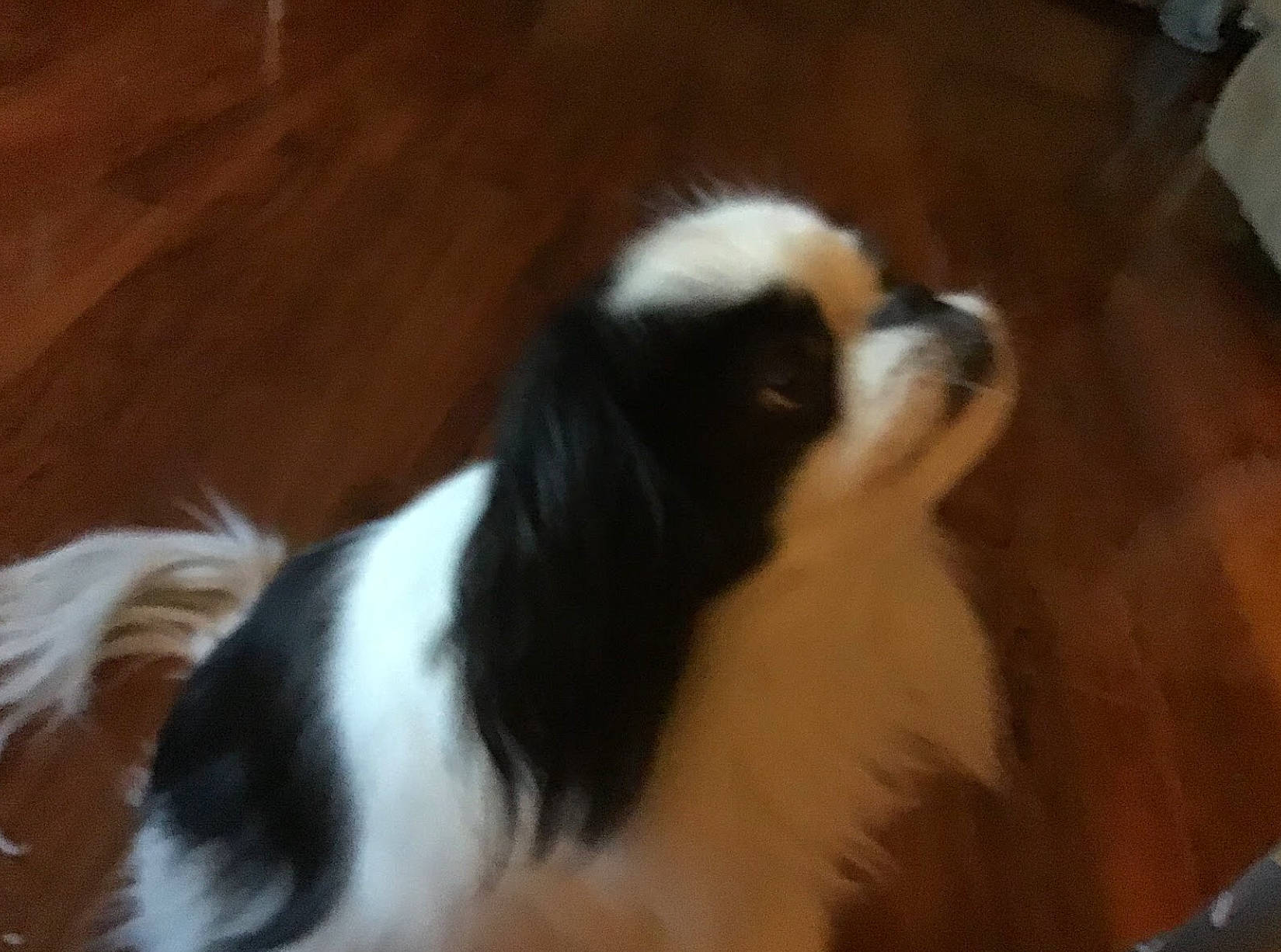 Sassafras joined the competition — help win amazing prizes! canidae, carnivore, cavalier_king_charles_spaniel, companion_dog, dog, dog_breed, japanese_chin, king_charles_spaniel, mammal, phalene, puppy, spaniel, sporting_group, tail, toy_dog, vertebrate