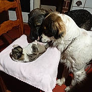 Bianca a rejoint le concours — aidez-le/la à gagner de superbes lots ! animal, black, blanket, brown, canine, chair, collar, curious, dog, domestic, floor, fur, indoor, kitchen, pet, puppy, sniffing, tile_floor, white, wooden_furniture