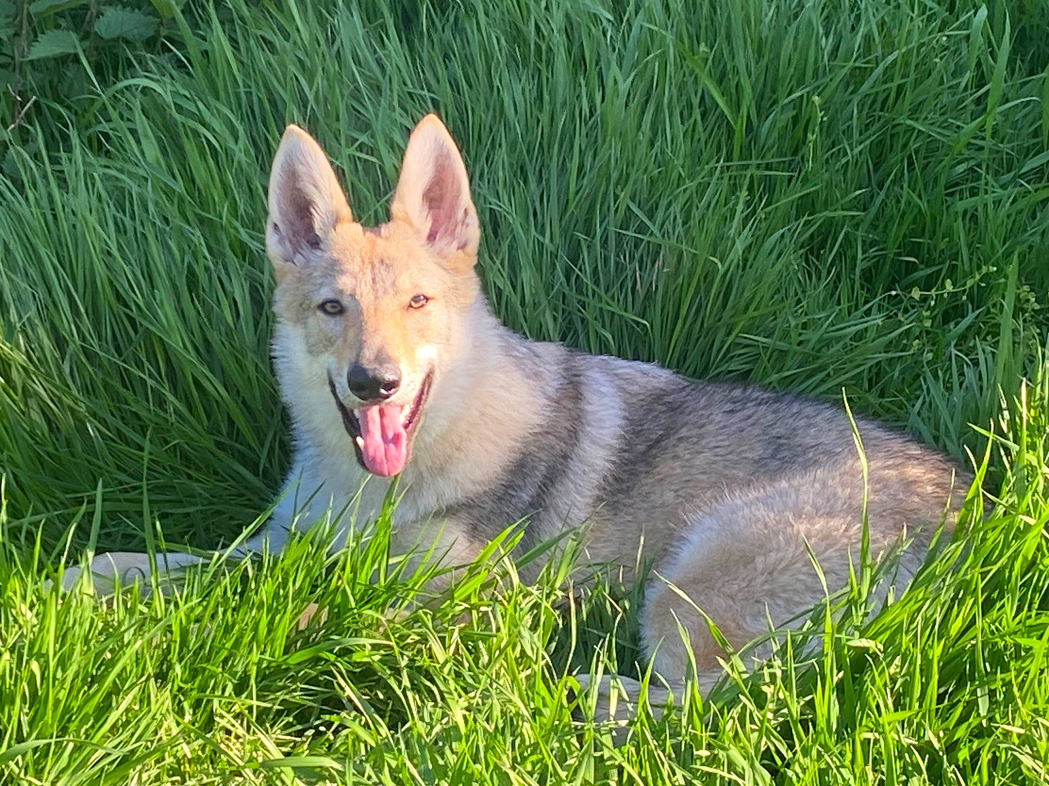 Freyja a rejoint le concours — aidez-le/la à gagner de superbes lots ! canidae, canis, carnivore, companion_dog, dog, dog_breed, eye, fang, fawn, fox, fur, grass, grassland, groundcover, plant, snout, sporting_group, tail, terrestrial_animal, whiskers