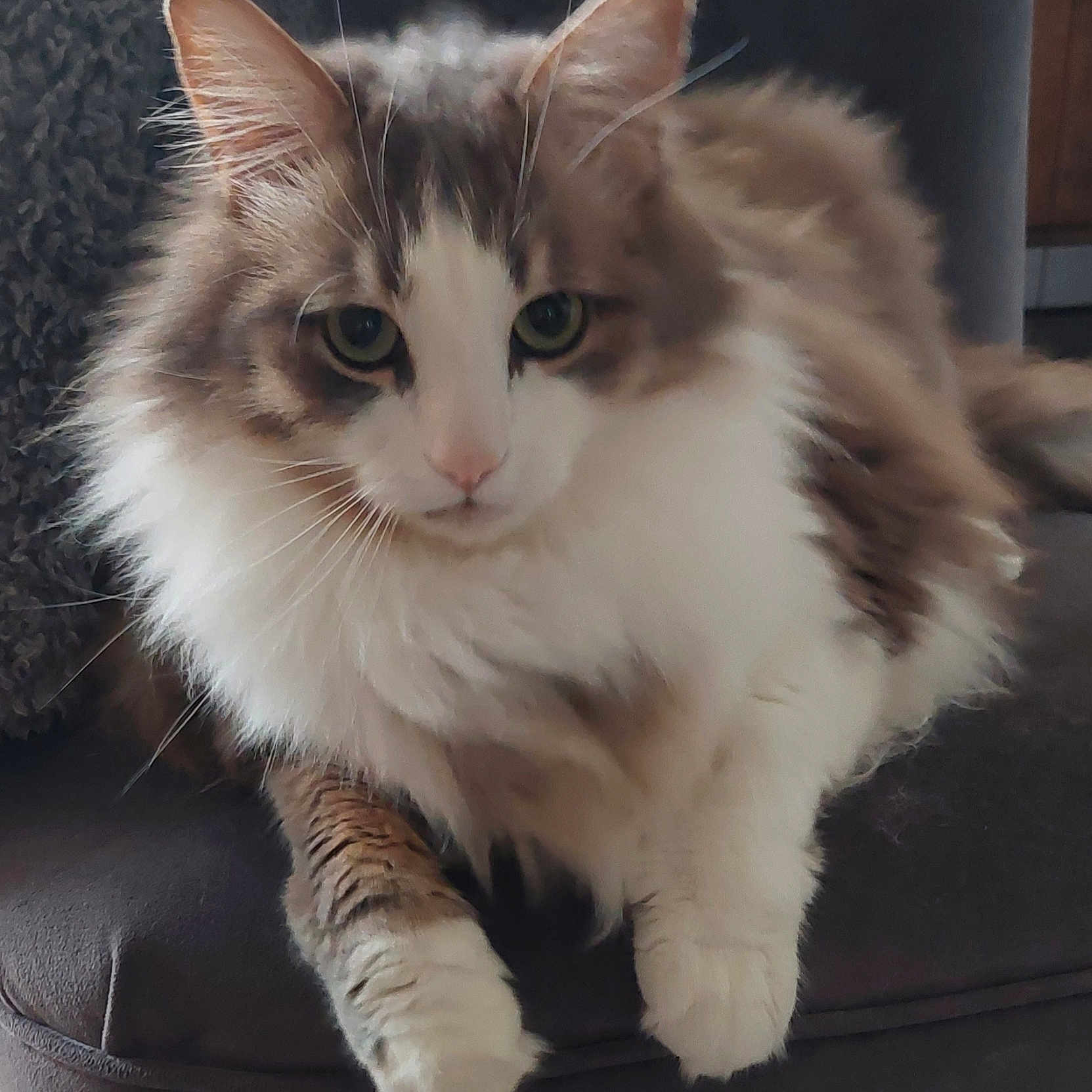 Bliss participe au concours pour gagner de l'argent avec cette photo : animal, cat, closeup, companion, cute, domestic, ears, feline, fluffy, fur, household, indoor, looking, muzzle, paws, pet, portrait, relaxed, sitting, whiskers