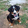 dog, puppy, bernese_mountain_dog, outdoor, grass, dirt, collar, tag, tongue_out, cute, fluffy, pet, animal, sitting, looking_up, young, nature, playful, friendly, fur