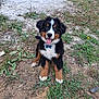 Aribo participe au concours pour gagner de l'argent avec cette photo : dog, puppy, bernese_mountain_dog, outdoor, grass, dirt, tongue_out, happy, pet, canine, fur, animal, nature, sitting, playful, young, cute, collar, tag, ears