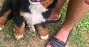 Aribo participe au concours pour gagner de l'argent avec cette photo : animal, bernese_mountain_dog, black_fur, brown_fur, dog, feet, grass, happy, legs, nature, outdoor, paw, person, pet, playful, puppy, slide_sandals, smiling, tattoo, white_fur