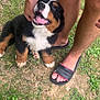 Aribo participe au concours pour gagner de l'argent avec cette photo : dog, puppy, bernese_mountain_dog, grass, person, legs, feet, tattoo, slide_sandals, outdoor, happy, black_fur, brown_fur, white_fur, pet, animal, nature, playful, smiling, paw