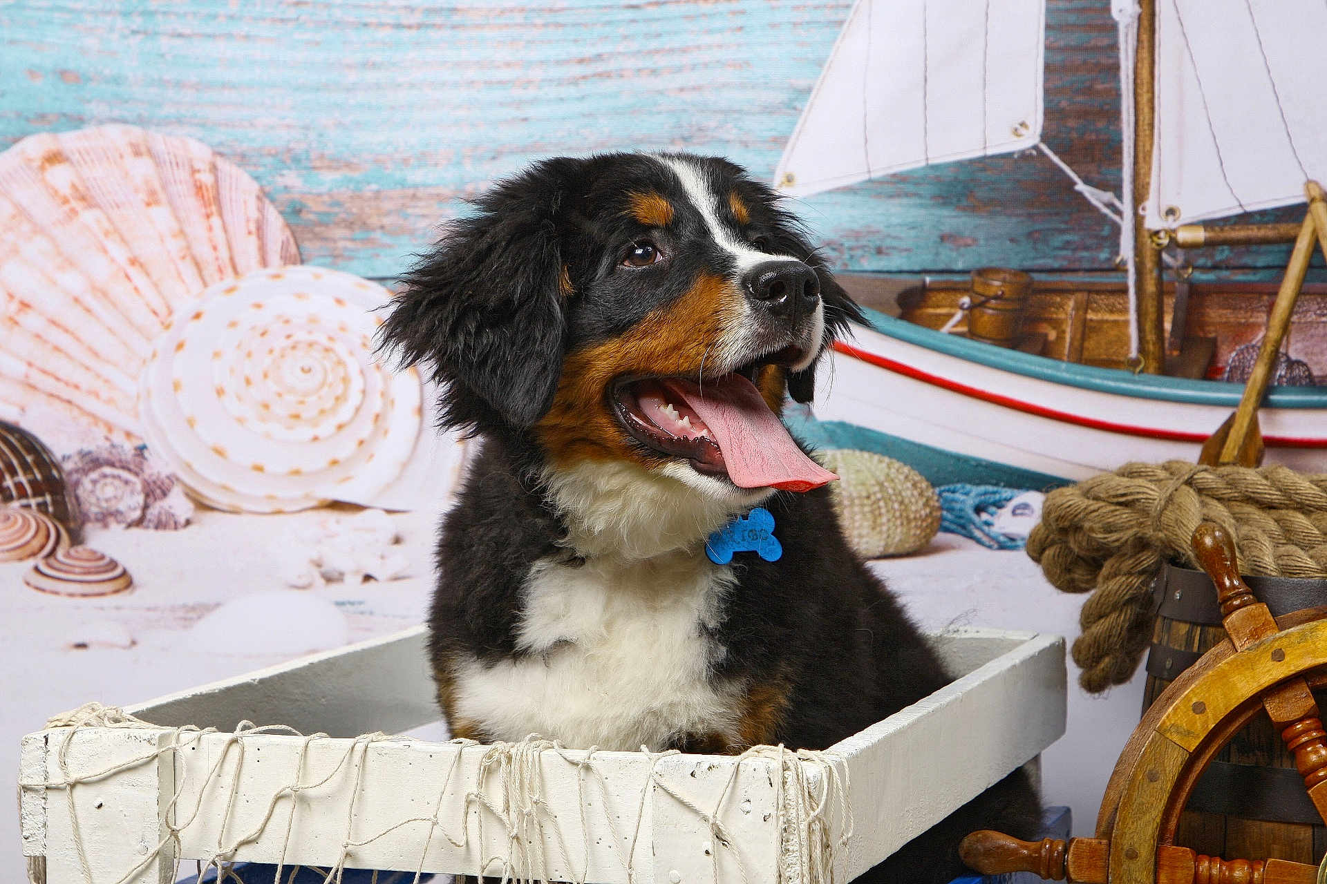Aribo a rejoint le concours — aidez-le/la à gagner de superbes lots ! dog, puppy, bernese_mountain_dog, crate, tongue_out, seashells, toy_boat, rope, ship_wheel, nautical, indoor, portrait, cute, black_fur, white_fur, brown_fur, pet, animal, smiling, decor