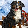 backdrop, bernese_mountain_dog, canine, dog, fence, fluffy, fur, happy, nose, paws, pet, portrait, sitting, sled, snow, studio_photo, tongue_out, tricolor_fur, winter_backdrop, wooden_logs