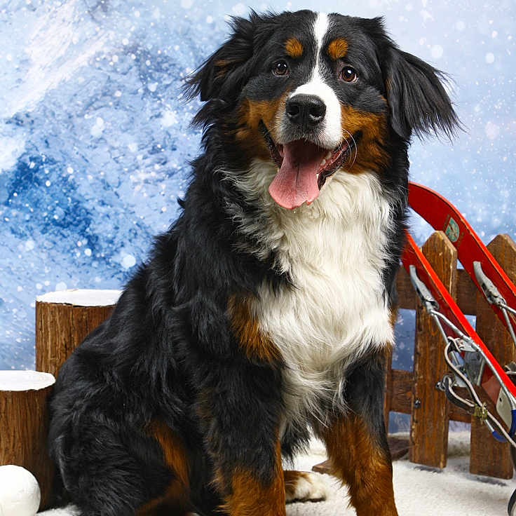 Aribo participe au concours pour gagner de l'argent avec cette photo : backdrop, bernese_mountain_dog, canine, dog, fence, fluffy, fur, happy, nose, paws, pet, portrait, sitting, sled, snow, studio_photo, tongue_out, tricolor_fur, winter_backdrop, wooden_logs