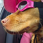 Clare is registered to the contest to win money with this photo: dog, pink_hat, pink_sunglasses, car_interior, window, golden_fur, pet_accessories, dog_tag, sunlight, close_up, canine, seat, collar, leash, side_profile, outdoor_view, casual, travel, summer, relaxed
