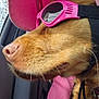 dog, pink_hat, pink_sunglasses, car_interior, window, golden_fur, pet_accessories, dog_tag, sunlight, close_up, canine, seat, collar, leash, side_profile, outdoor_view, casual, travel, summer, relaxed