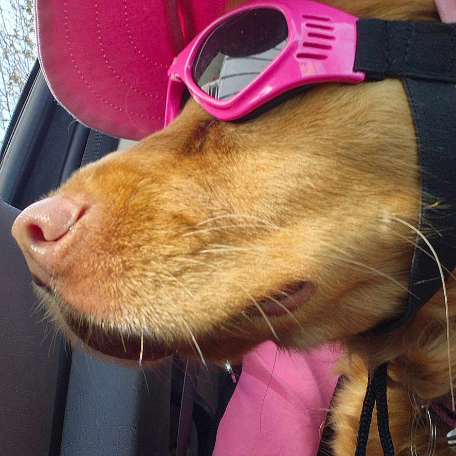 Clare is registered to the contest to win money with this photo: canine, car_interior, casual, close_up, collar, dog, dog_tag, golden_fur, leash, outdoor_view, pet_accessories, pink_hat, pink_sunglasses, relaxed, seat, side_profile, summer, sunlight, travel, window