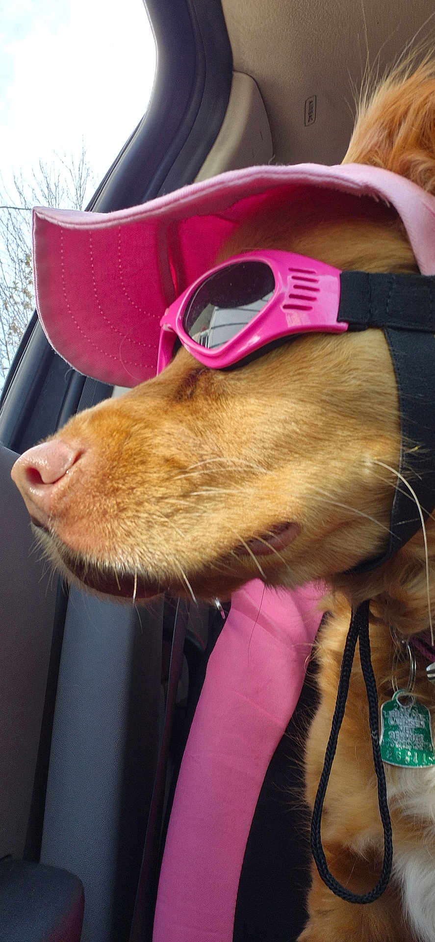 Clare is registered to the contest to win money with this photo: dog, pink_hat, pink_sunglasses, car_interior, window, golden_fur, pet_accessories, dog_tag, sunlight, close_up, canine, seat, collar, leash, side_profile, outdoor_view, casual, travel, summer, relaxed