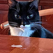 Sophie joined the competition — help win amazing prizes! cat, tuxedo_cat, whiskers, table, wooden_furniture, curious, indoor, pet, animal, black_and_white, face, ears, eyes, nose, chair, domestic_cat, mammal, feline, closeup