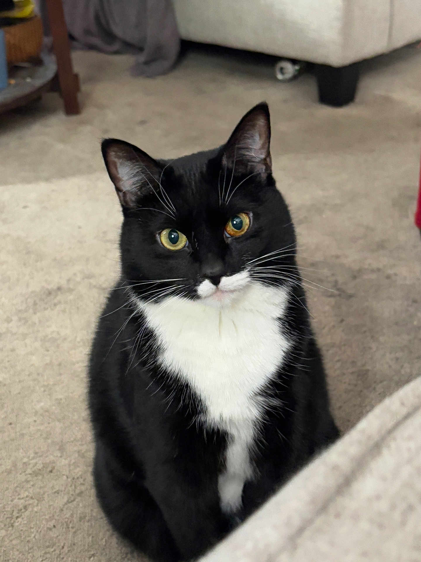 Sophie