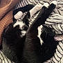 Sophie is registered to the contest to win money with this photo: cat, black_and_white, sleeping, stretching, blanket, quilt, cozy, fur, whiskers, pet, animal, indoor, resting, cute, feline, soft, comfort, relaxed, paw, closeup