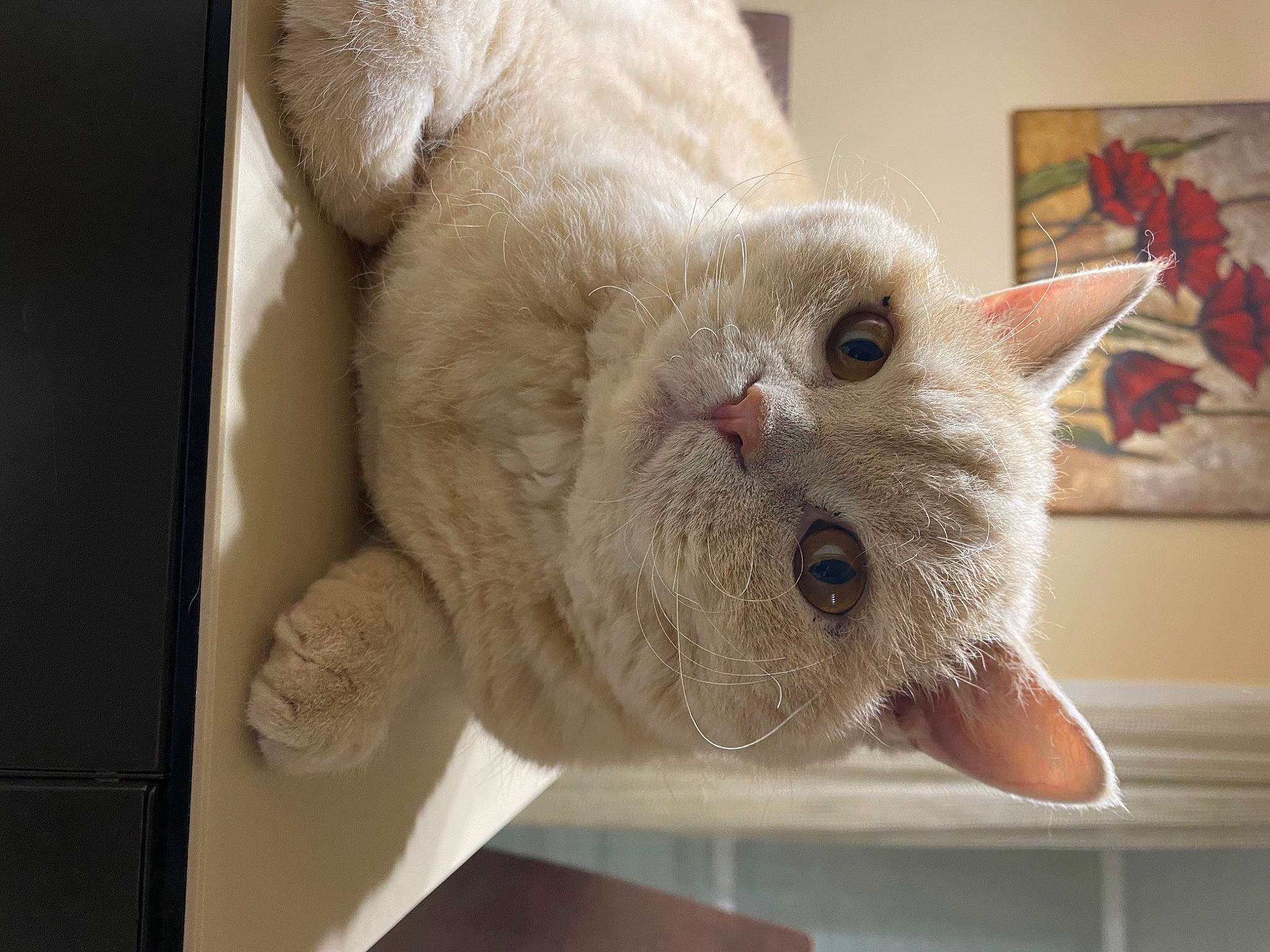 Tweet a rejoint le concours — aidez-le/la à gagner de superbes lots ! carnivore, cat, cat_supply, claw, comfort, domestic_short_haired_cat, fawn, felidae, fur, paw, small_to_medium_sized_cats, snout, tail, terrestrial_animal, whiskers