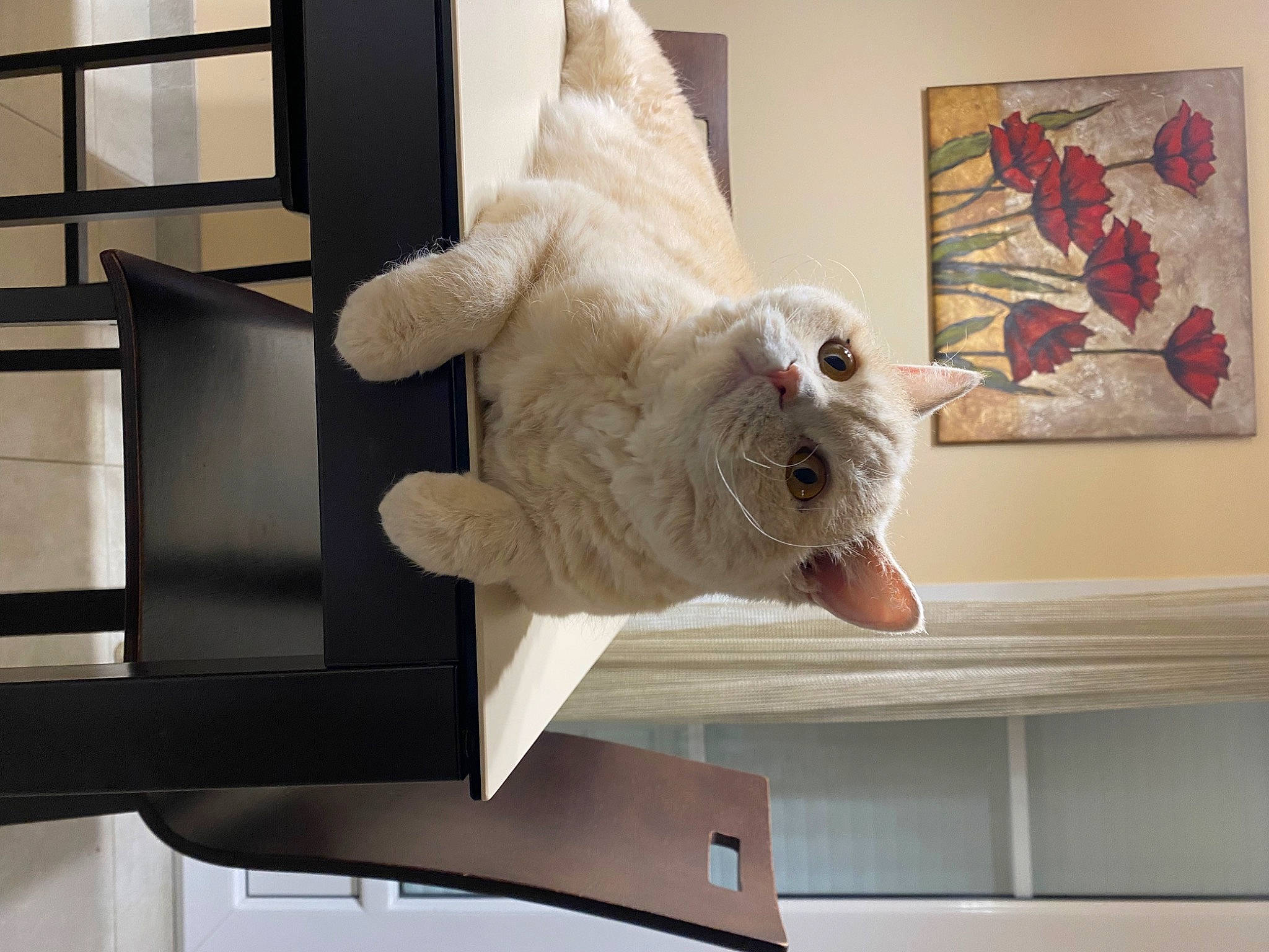 Tweet participe au concours pour gagner de l'argent avec cette photo : art, carmine, carnivore, cat, domestic_short_haired_cat, felidae, fur, plush, room, shelf, small_to_medium_sized_cats, snout, stuffed_toy, tail, teddy_bear, toy, visual_arts, whiskers, window, wood