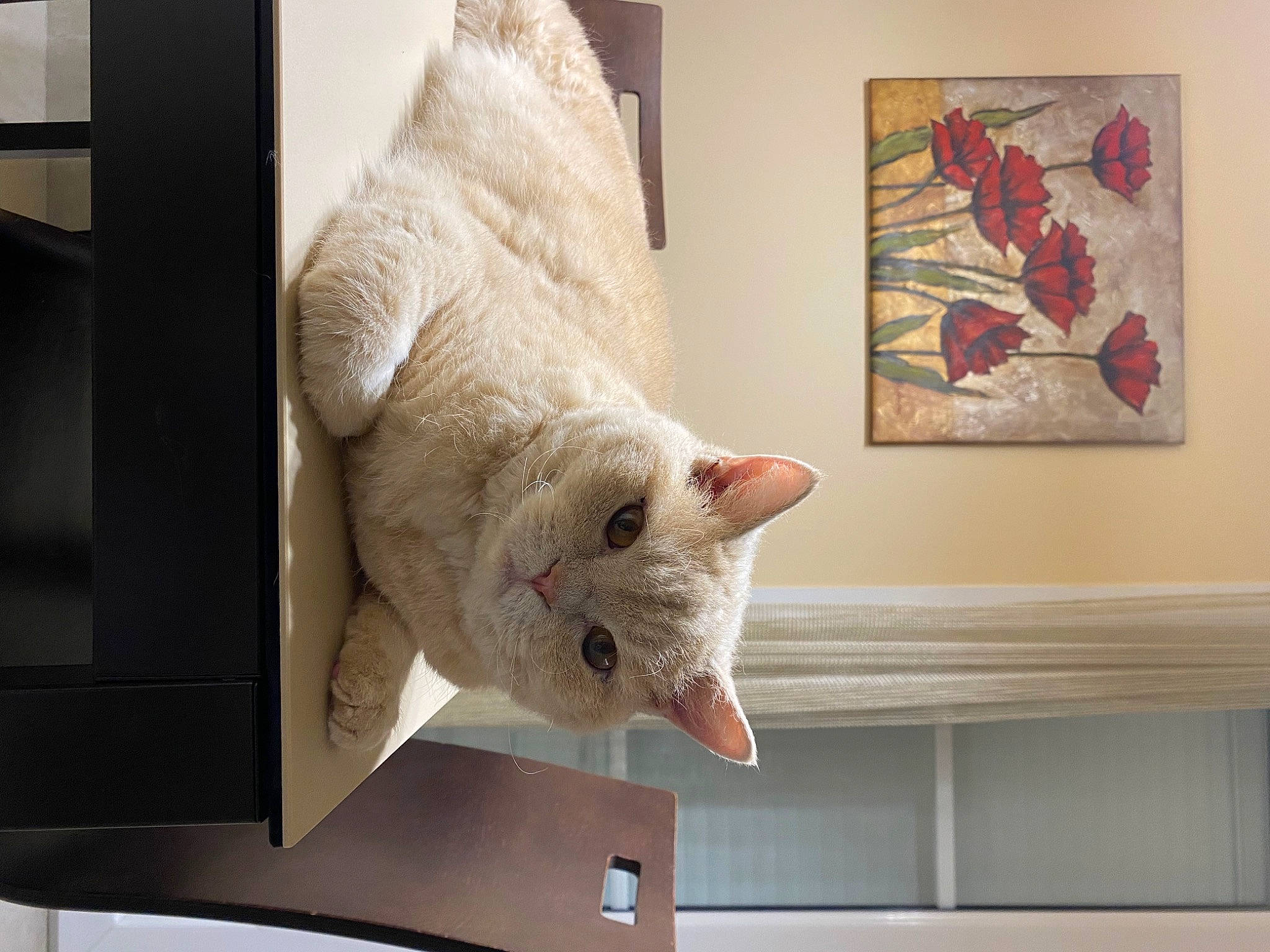 Tweet participe au concours pour gagner de l'argent avec cette photo : art, carnivore, cat, chair, comfort, couch, domestic_short_haired_cat, fawn, felidae, flooring, fur, linens, picture_frame, rectangle, room, small_to_medium_sized_cats, tail, whiskers, window, wood