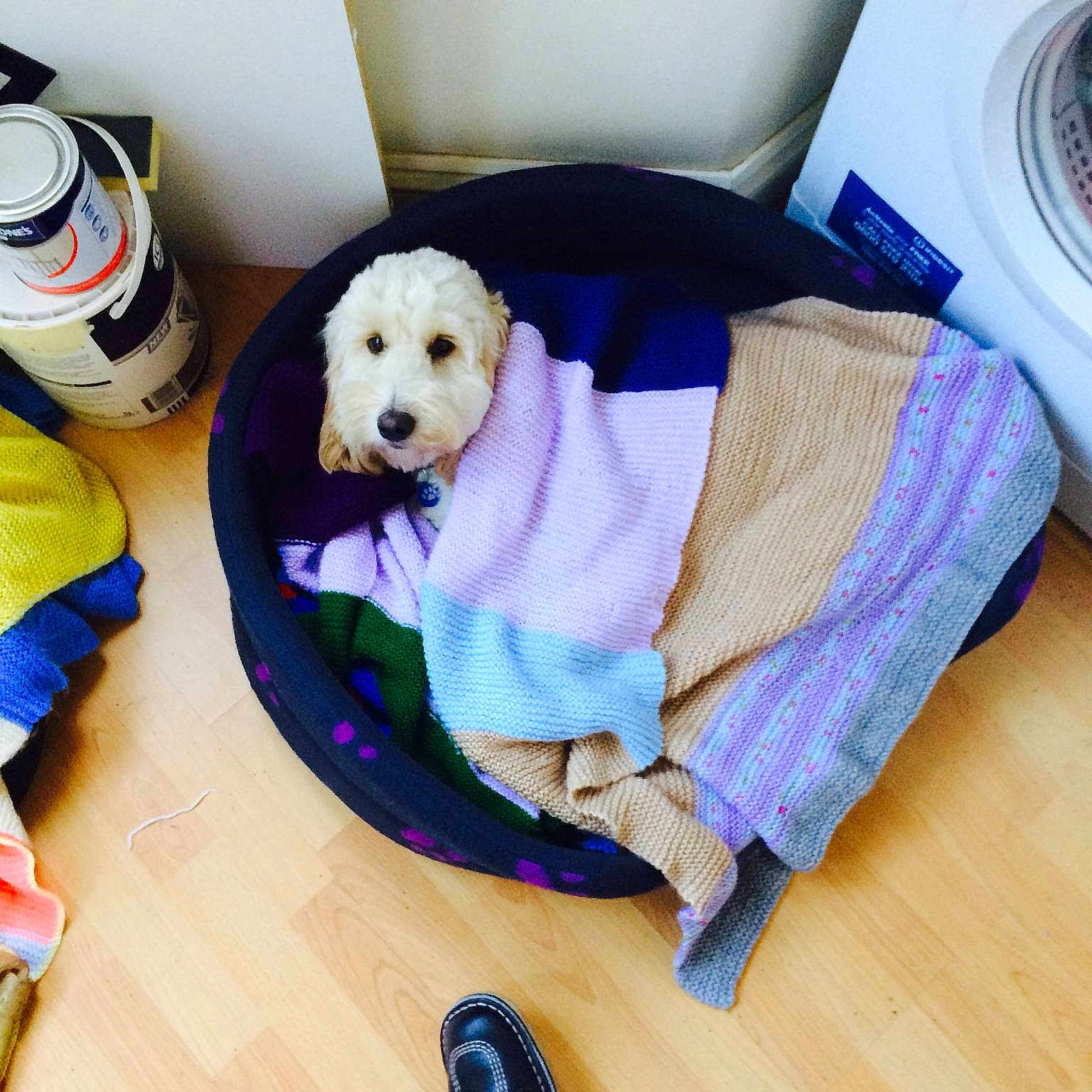 Archie joined the competition — help win amazing prizes!